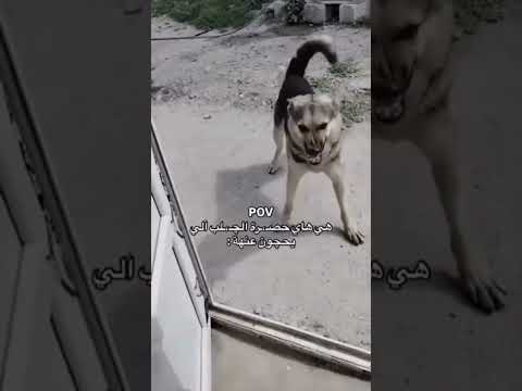 اليوم بتواليت حصرني😭🗿 #تابعني_تموت_ضحك #اكسبلور #trending #youtubeshorts