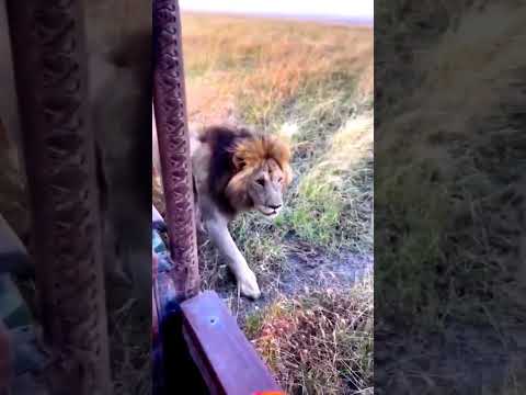 lion attack hyena#animals #wildlife #wildlife #foryou #fyp