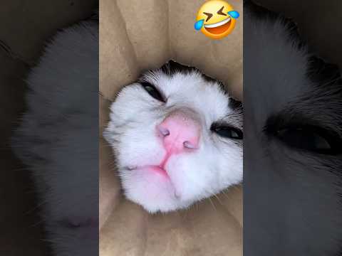 #搞笑猫咪#猫咪日常#猫猫笑死我了#猫咪恶搞#萌猫搞笑#猫咪日常搞笑#沙雕猫猫#猫猫日常