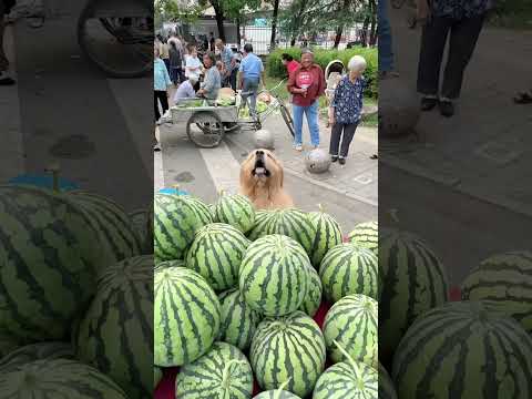 Golden Retriever Trade Her Puppy for Food #shorts #dogs
