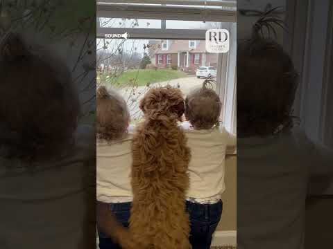 These toddlers and the dog waited were too excited for their brother to come home! #kidsanddogs