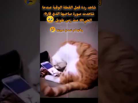 شاهد حب ووفاء القطة لصاحبها الذي ما_: منذ زمن طويل 😢💔 سبحان الله وبحمده عدد خلقه ومداد كلماته ❤️‍🩹💌