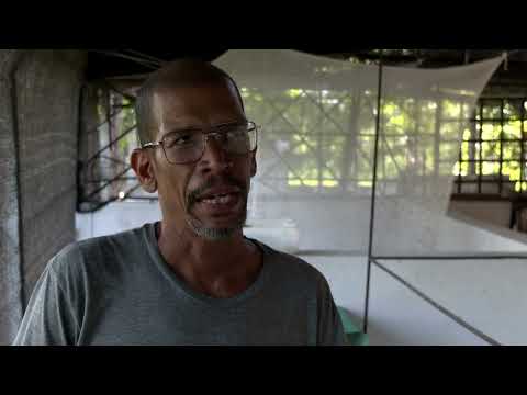 YouTube video thumbnail: This Former Cuban Doctor Breeds Flies for Fish Feed