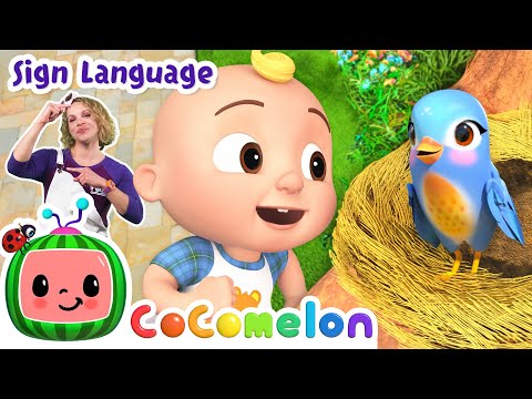 Itsy Bitsy Spider Birdie's Version | Cocomelon Nursery Rhymes Learn ASL, Baby Sign Language for Kids
