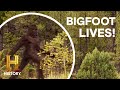 Bigfoot Sightings and Expert Analysis
