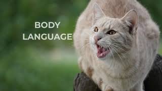 Crack the Code: 6 Things Your Cat Wants You to Know #AdoptDontShop #TeamCatMojo
