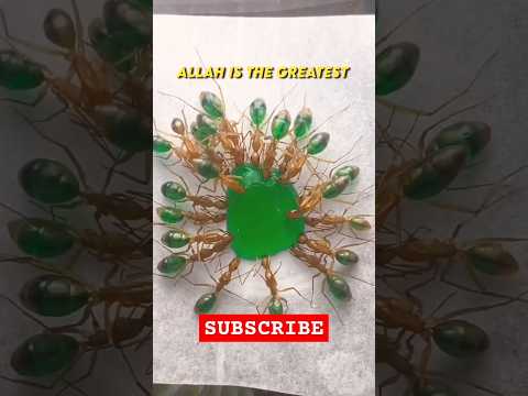 #quran #quranrecitation #shorts #viralvideo