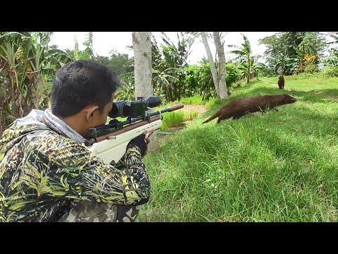 BERBURU GARANGAN si pemangsa ternak warga❗