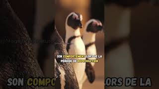 Ils offrent des pierres à leurs COPINES ! 🤔 #animals #nature #shorts #penguin