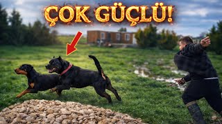 ROTTWEİLER ODİN TASMAYI KIRDI DOBERMAN DEDE’YE ÇÖKTÜ! 