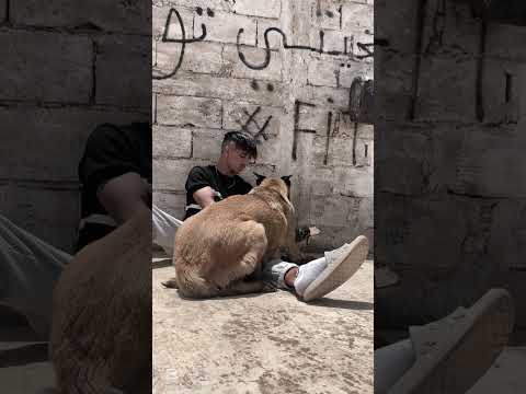 الخليفة على ربي 🥺💔 #viralvideo #اكسبلور #funny #reels #comedy #video #fyp #like #follow #viral