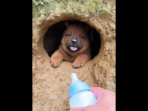 Lightning-fast boot speed, pastoral dog, small milk dog, puppy, Chinese pastoral dog