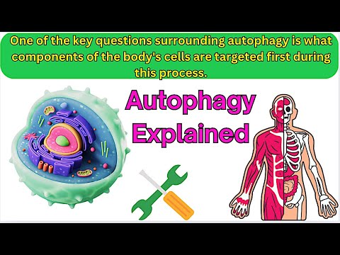 Autophagy Benefits for the Body- Autophagy Explained