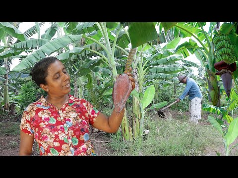 Today's special village food.Today I am making a meal that will surprise you/ village kitchen recipe