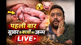 🐷 पहली बार देखिए! सूअर के बच्चों का जन्म LIVE
