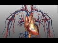 Heart Anatomy and Function Assessment