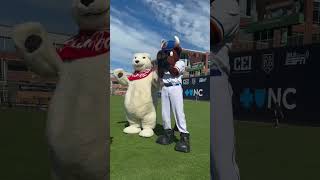 What the heck is a Polar Bear doing in Durham, NC? Meeting Wool E. Bull, of course!