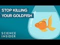 Goldfish Care and Maintenance