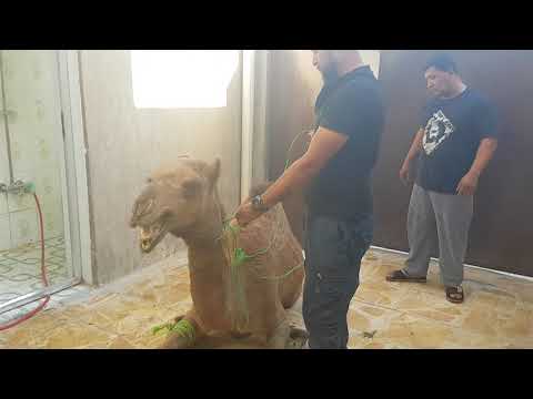 ذبح البعير لثواب ابا عبدالله الحسين عليه السلام   لطبخ القيمه النجفيه لشيف صالح