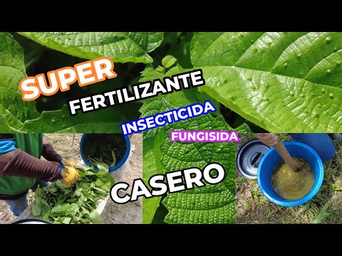 Esta planta vale ORO FERTILIZANTE INSECTICIDA y FUNGICIDA casero sin costo con solo 2 ingredientes