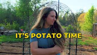 Planting Potatoes & How to Make Homemade Gatorade | Calico Cow Acres Spring Vlog