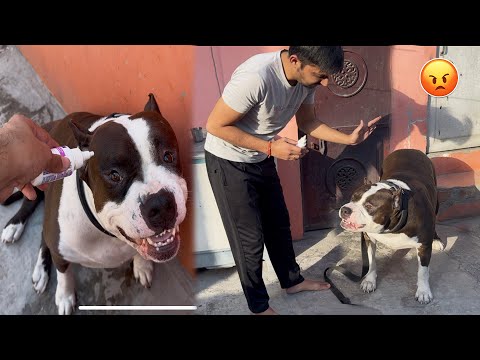 Mafia ko sudharna Padega 😡 | Mafia The Pitbull