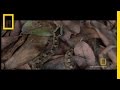 Defensive Strategies of Snakes