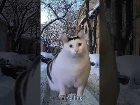 Интересно,кто такое ест... #мем#котики#рекомендации#youtubeshorts