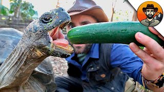 ГАЛАПАГОССКАЯ ЧЕРЕПАХА - ЧУТЬ НЕ ПОТЕРЯЛ ПАЛЕЦ! / Койот Питерсон на русском