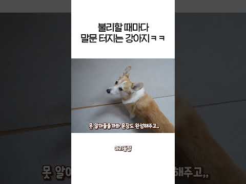 말대꾸 천재견이 따로없군