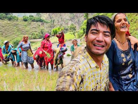 भाभी जी को कीचड़ से फतोड़ दिया 🤣 !! पहाड़ों में रोपाई 🌾 || daily vlogs || pahadi lifestyle vlogs