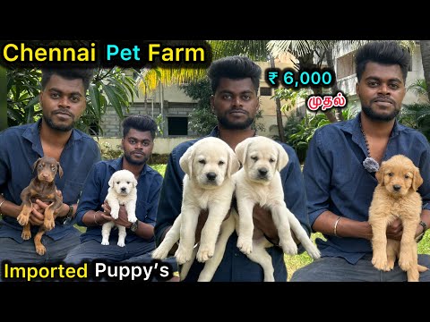 ₹6,000 முதல் Chennai dog Farm | Labrador, Goldenretriever, Doberman | Tamil dog kennel | dog puppy's