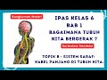 Sistem Saraf dan Fungsinya