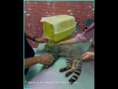 The Day My Beloved Cat Left Me A Heart-Wrenching Goodbye 😢💔