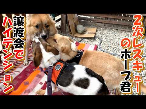 【子犬　保護】譲渡会で大はしゃぎ＋おまけコーナー