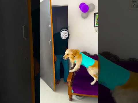 आज मेरे डॉगी कौन-कौन से फ्रूट खाए और उनके क्या नाम थे😍 #funnydogs #shorts