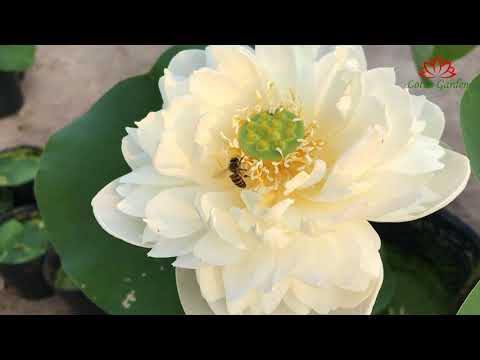 A beautiful and fragrant white lotus in my garden