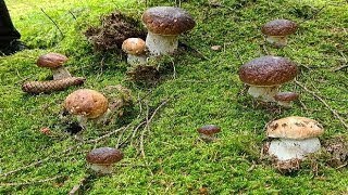 Молоді Білі Гриби на кожному кроці! Багато Білих Грибів! Білі Гриби 2025! Гриби 2025