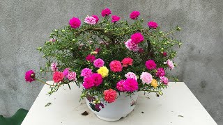 Techniques for caring for Portulaca flowers in pots