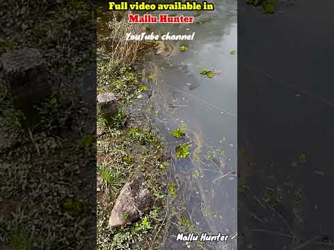 Slingshot fishing Kerala/ Mallu Hunter