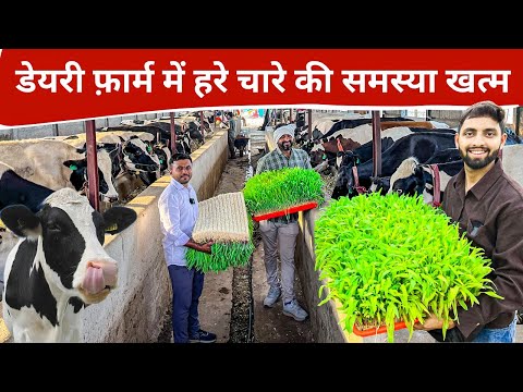42 गाय 550 लीटर दूध रोज महीने का 5 लाख 40 हज़ार || Hydroponics Green Fodder Farming