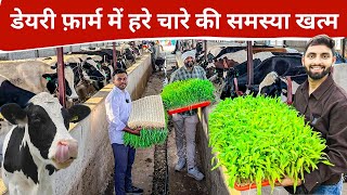 42 गाय 550 लीटर दूध रोज महीने का 5 लाख 40 हज़ार || Hydroponics Green Fodder Farming
