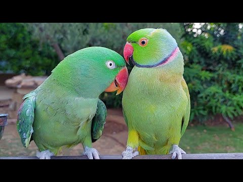 Most Beautiful Talking Parrot Couple | Alexandrine and Indian Ringneck Parrots