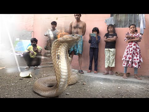 जहरीला कोबरा सांप घर के सामने बैठा, परिवार में मची अफरा-तफरी Cobra Snake Rescue