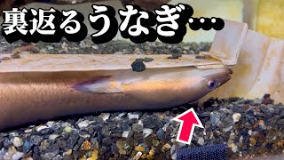 ウナギに釣りエサを食べさせると…【土用の丑の日】