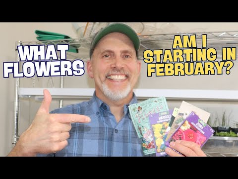 What Flowers am I planting in February