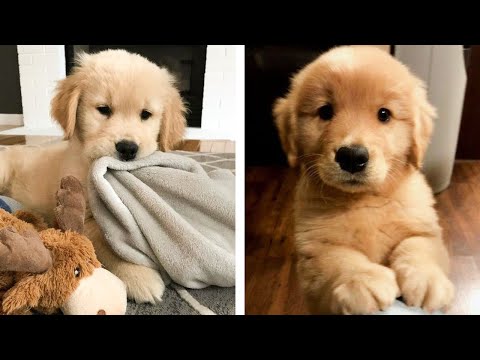 The Best Adorable Golden Puppies 🐶 Look Forward To Seeing Them All | Cute Puppies