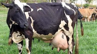 frozen karas Gaye 50 litre dudh cross frozen guy cattle market Jyada dudh Dene Wali gay gay ka form