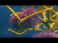 Marine Life and Ecosystem Interactions