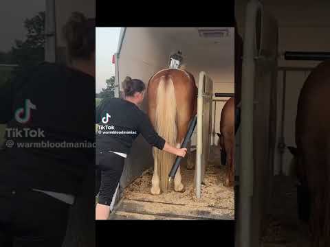 #horse #horseplay #horsesports #equestrian #horseracing #edit #horseshow